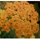 Achillea millefolium 'Terracotta'