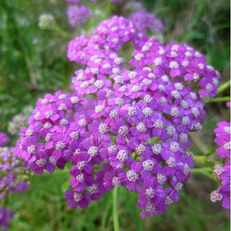 Achillea millefolium 'Mel's Prairie Delight'