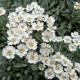 Achillea umbellata