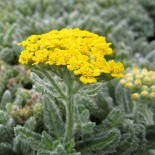 Achillea tomentosa