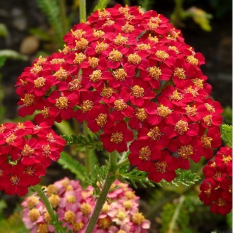 Achillea millefolium 'Paprika'