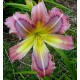 Hemerocallis 'Rainbow Maker'