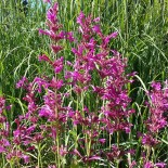 Agastache hybr 'Summer Love'