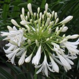 Agapanthus umbellatus 'Albus'