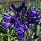 Agapanthus 'Black Pantha'