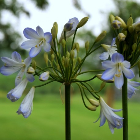 Agapanthus 'Silver Baby'