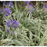 Agapanthus 'Tinkerbell'