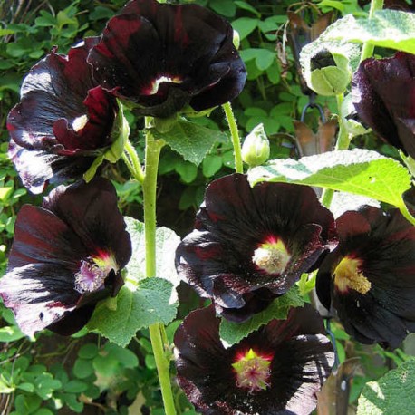 Alcea rosea 'Nigra'