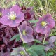 Helleborus  orientalis 'Blue Lady'