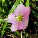 Helleborus  orientalis 'Blue Lady'