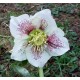 Helleborus orientalis 'Spotted Light'