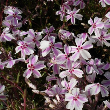 Phlox subulata 'Candy Stripes'