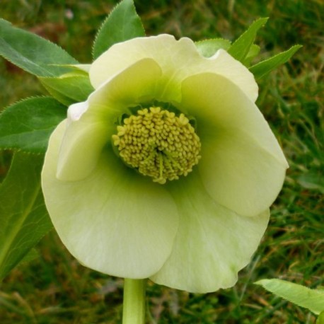 Helleborus orientalis 'White Swan'