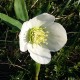 Helleborus orientalis 'White Swan'