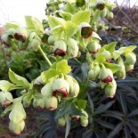 Helleborus Foetidus 'Wester Flisk'