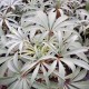 Helleborus Foetidus 'Wester Flisk'