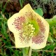 Helleborus orientalis 'Yellow Spotted'