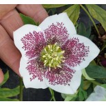 Helleborus orientalis 'White Spotted'