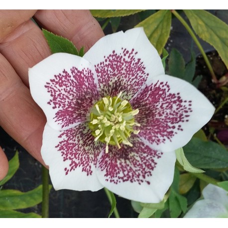 Helleborus orientalis 'White Spotted'