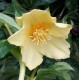 Helleborus orientalis 'Yellow Lady'