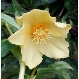 Helleborus orientalis 'Yellow Lady'