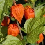 Physalis alkekengii