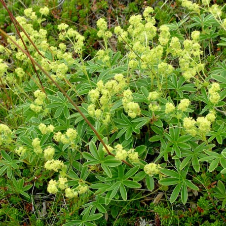 Alchemilla alpina