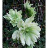 Helleborus orientalis 'Double Fashion'