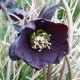 Helleborus orientalis 'Slaty Blue'