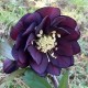 Helleborus orientalis 'Double Slaty Blue'