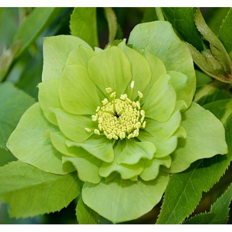 Helleborus orientalis 'Harvington Double Green'