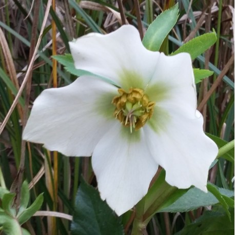 Helleborus orientalis 'White Wings'