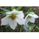 Helleborus orientalis 'White Wings'