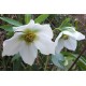 Helleborus orientalis 'White Wings'