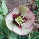 Helleborus orientalis 'Green Aubergine'