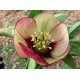 Helleborus orientalis 'Green Aubergine'