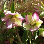 Helleborus orientalis hybr 1