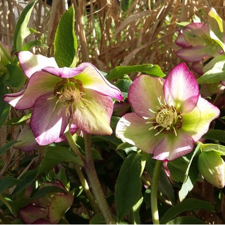 Helleborus orientalis hybr 1