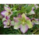 Helleborus orientalis hybr 1