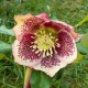 Helleborus orientalis 'Peach Picotee'