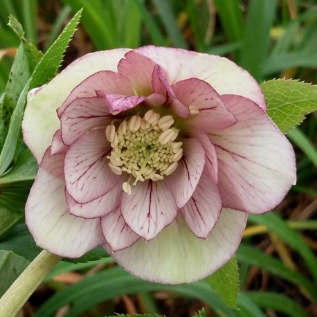 Helleborus orientalis hybr 3