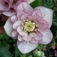 Helleborus orientalis hybr 2