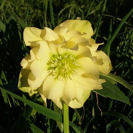 Helleborus orientalis 'Double Yellow'