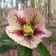 Helleborus orientalis 'In Splash'