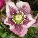 Helleborus orientalis 'In Splash'