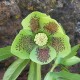 Helleborus orientalis 'Green Spotted'