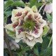 Helleborus orientalis 'Double Spotted White'