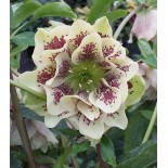 Helleborus orientalis 'Double Spotted White'