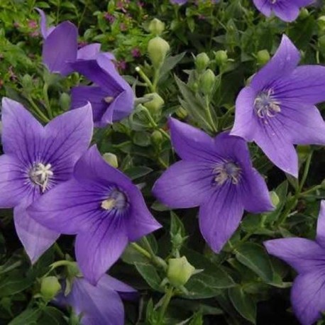 Platycodon grandiflora 'Pygmaea'