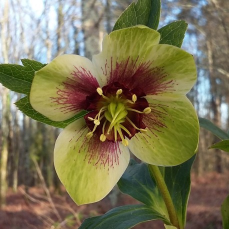 Helleborus orientalis 'Green Candy'